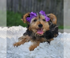 Yorkshire Terrier Puppy for sale in INDIANAPOLIS, IN, USA