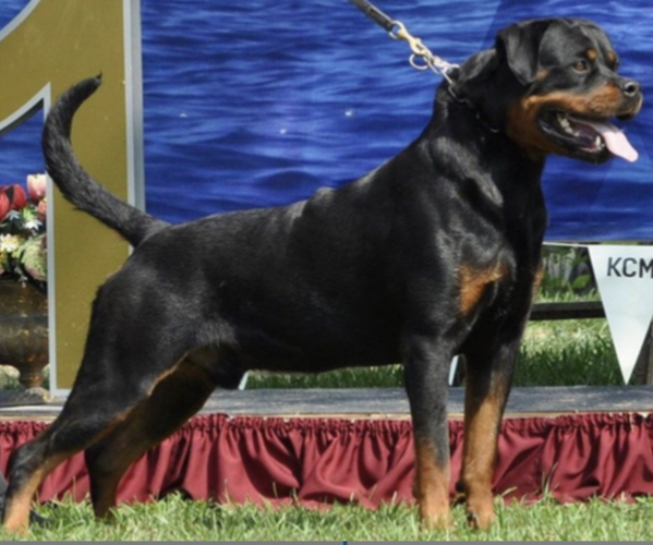 Medium Photo #1 Rottweiler Puppy For Sale in S CHARLESTON, WV, USA