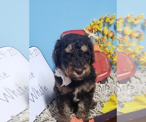 Poodle (Standard) Puppy for sale in DURANT, OK, USA