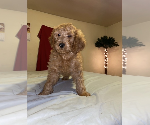 Medium Photo #15 Goldendoodle-Poodle (Standard) Mix Puppy For Sale in DETROIT, MI, USA