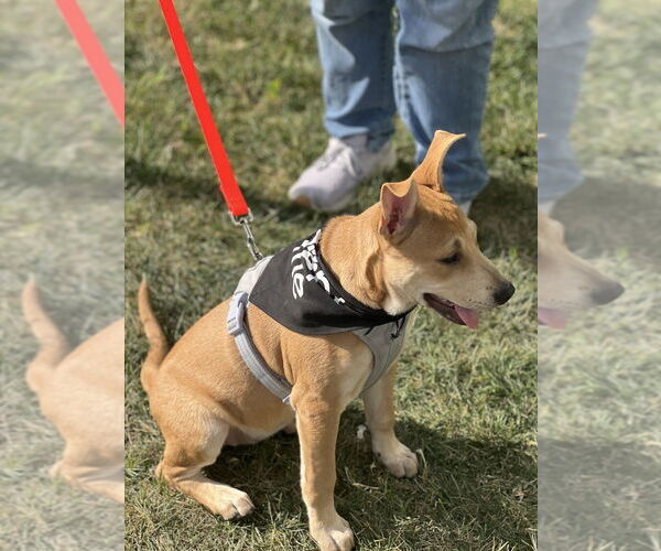Medium Photo #4 Mutt Puppy For Sale in Dana Point, CA, USA