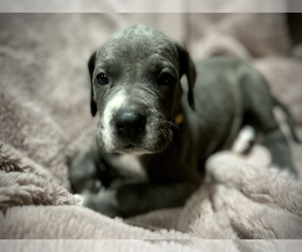 Medium Photo #4 Great Dane Puppy For Sale in DIXON, IL, USA