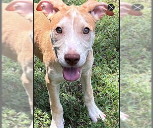 Sarah Swing ~ meet me! - Female Labrador Retriever Dog for Adoption - Photo #3