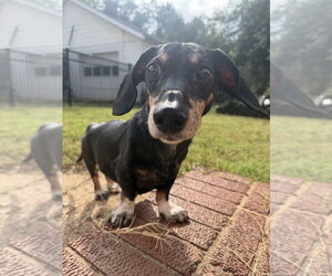 Gus - Male Dachshund-Unknown Mix Dog for Adoption - Photo #2