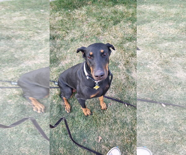 Medium Photo #8 Doberman Pinscher Puppy For Sale in Sandy, UT, USA