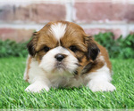 Small Photo #7 Shih Tzu Puppy For Sale in SYRACUSE, IN, USA