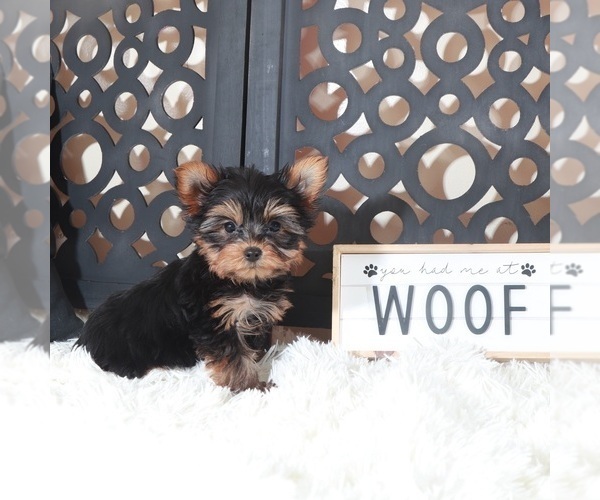Medium Photo #2 Yorkshire Terrier Puppy For Sale in MOUNT VERNON, OH, USA