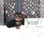 Small #1 Yorkshire Terrier