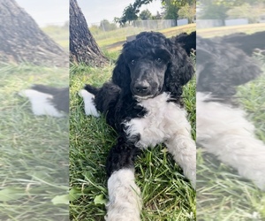 Poodle (Standard) Puppy for sale in PASCO, WA, USA