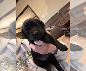 Medium Labrador Retriever