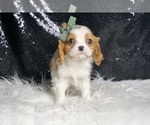 Small #2 Cavalier King Charles Spaniel