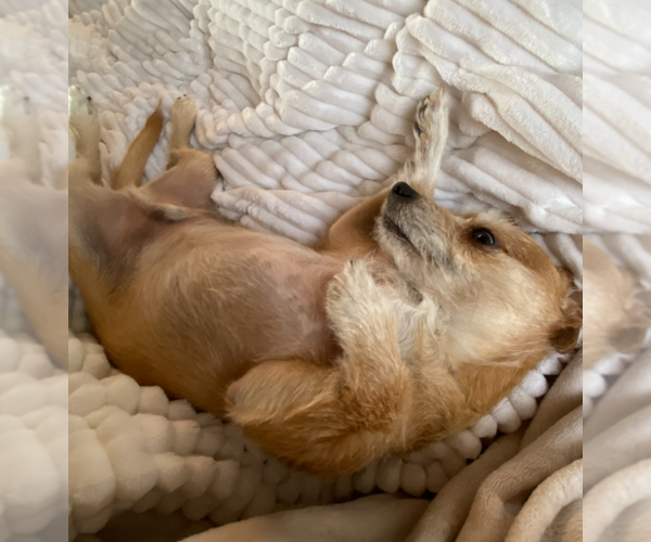 Medium Photo #3 Mutt Puppy For Sale in Pena Blanca, NM, USA