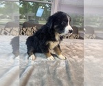 Small #11 Australian Shepherd