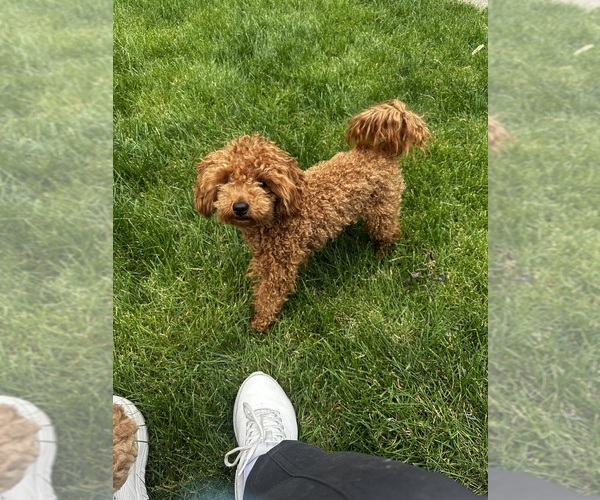 Medium Photo #1 Goldendoodle (Miniature) Puppy For Sale in MAZON, IL, USA