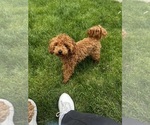 Small Photo #1 Goldendoodle (Miniature) Puppy For Sale in MAZON, IL, USA