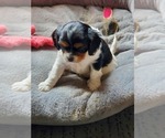Small Photo #2 Cavanese Puppy For Sale in ALSEA, OR, USA