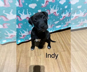 American Staffordshire Terrier-Unknown Mix Dogs for adoption in Ball Ground, GA, USA