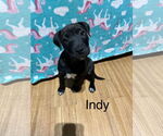 Small American Staffordshire Terrier Mix