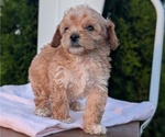 Small Photo #50 Poodle (Miniature) Puppy For Sale in GOSHEN, IN, USA