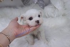 Small #1 Pekingese-Poodle (Toy) Mix