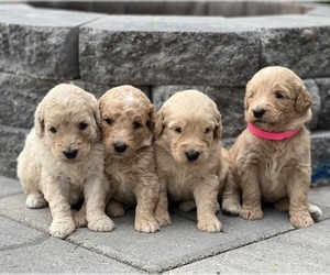 Goldendoodle Puppy for sale in MARYVILLE, MO, USA