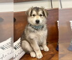 Tess - Female Mutt Dog for Adoption - Small photo