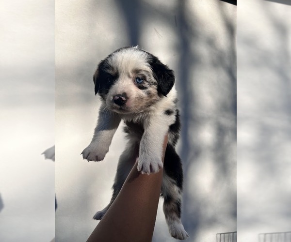 Medium Photo #1 Australian Shepherd Puppy For Sale in TYLER, TX, USA