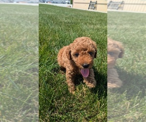Poodle (Toy) Puppy for sale in GOSHEN, IN, USA