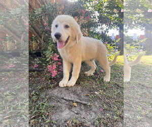 Tootsie - Male Great Pyrenees Dog for Adoption - Photo #4