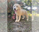 Small #3 Great Pyrenees