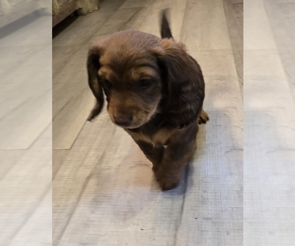 Medium Photo #28 Dachshund Puppy For Sale in NEOSHO, MO, USA