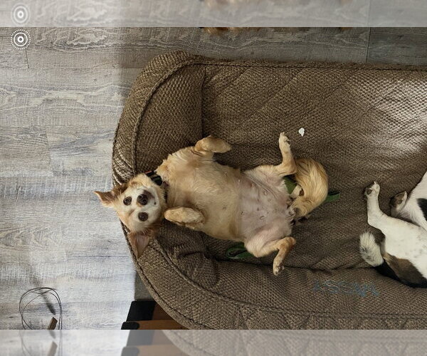 Medium Photo #3 Chihuahua-Unknown Mix Puppy For Sale in Bedford, VA, USA