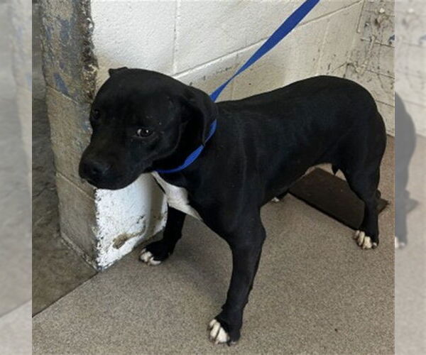 Medium Photo #1 Mutt Puppy For Sale in San Bernardino, CA, USA