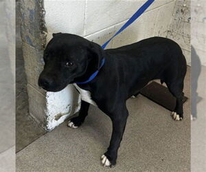 Mutt Dogs for adoption in San Bernardino, CA, USA