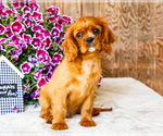Small #4 Cavalier King Charles Spaniel