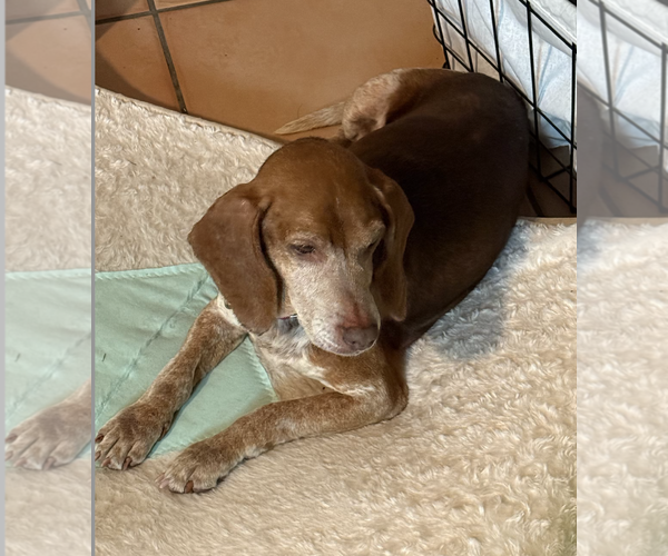 Medium Photo #3 Beagle Puppy For Sale in Tampa, FL, USA