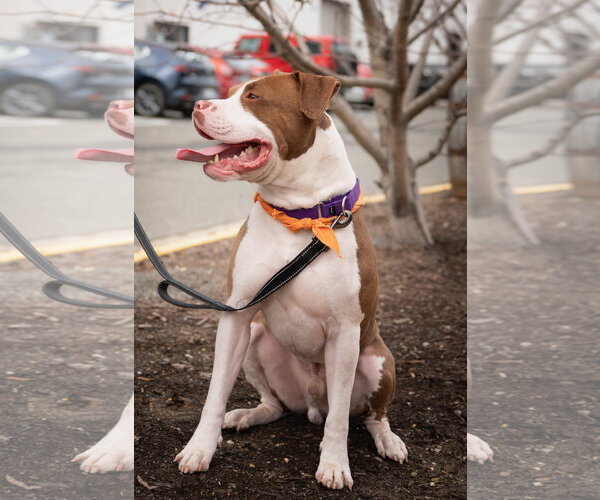 Medium Photo #17 Mutt Puppy For Sale in Alexandria, VA, USA