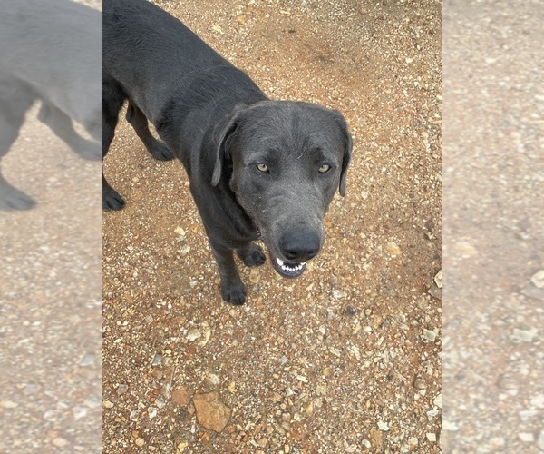 Medium Photo #1 Labrador Retriever Puppy For Sale in PEACE VALLEY, MO, USA
