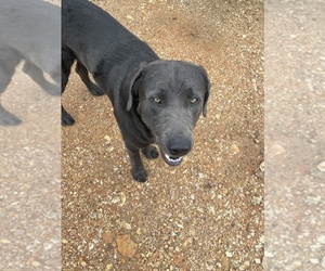 Labrador Retriever Dog for Adoption in PEACE VALLEY, Missouri USA