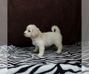 Goldendoodle (Miniature) Puppy for sale in FRYTOWN, IA, USA