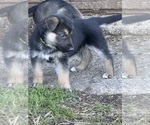 Small Photo #3 German Shepherd Dog Puppy For Sale in WADENA, MN, USA