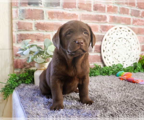 Medium Photo #3 Labrador Retriever Puppy For Sale in SYRACUSE, IN, USA