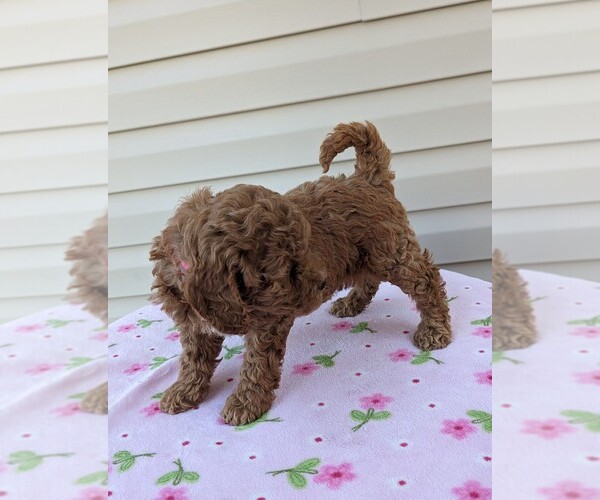Medium Photo #2 Cockapoo Puppy For Sale in DUNNVILLE, KY, USA