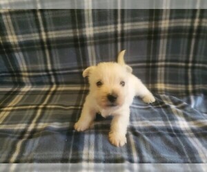 West Highland White Terrier Puppy for sale in MOUNTAINBURG, AR, USA