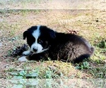 Puppy Jet Miniature Australian Shepherd
