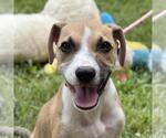 Small Catahoula Leopard Dog Mix