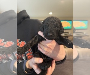 Double Doodle Puppy for sale in KIRKLAND, WA, USA