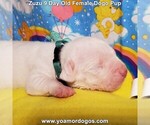 Small Photo #29 Dogo Argentino Puppy For Sale in PINEVILLE, MO, USA