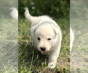 German Shepherd Dog Puppy for sale in CARDINGTON, OH, USA