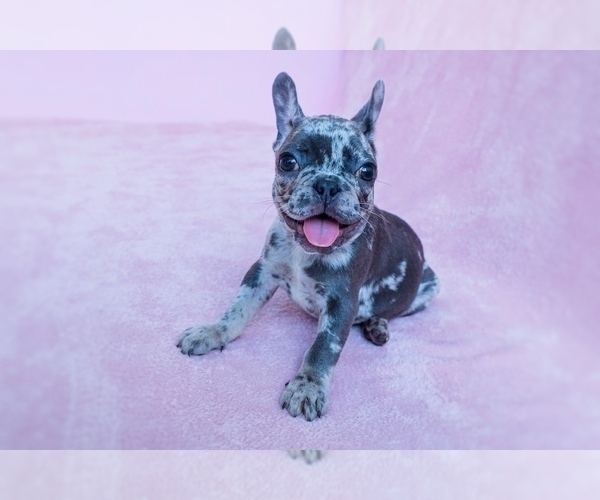 Medium Photo #1 French Bulldog Puppy For Sale in SUWANEE, GA, USA